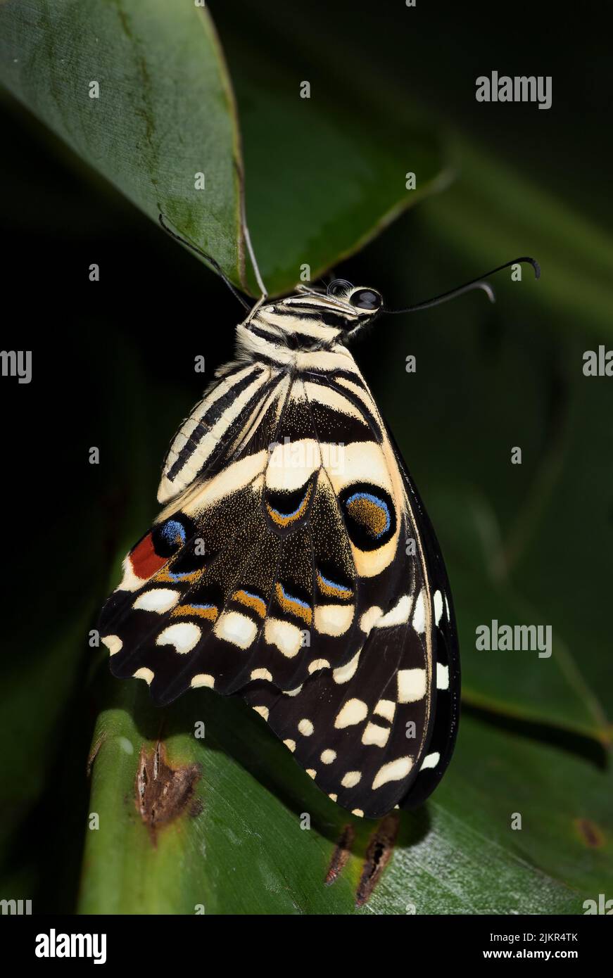 Lime Butterfly - Papilio demoleus, beautiful colored butterfly from Asian meadows and woodlands, Malaysia. Stock Photo