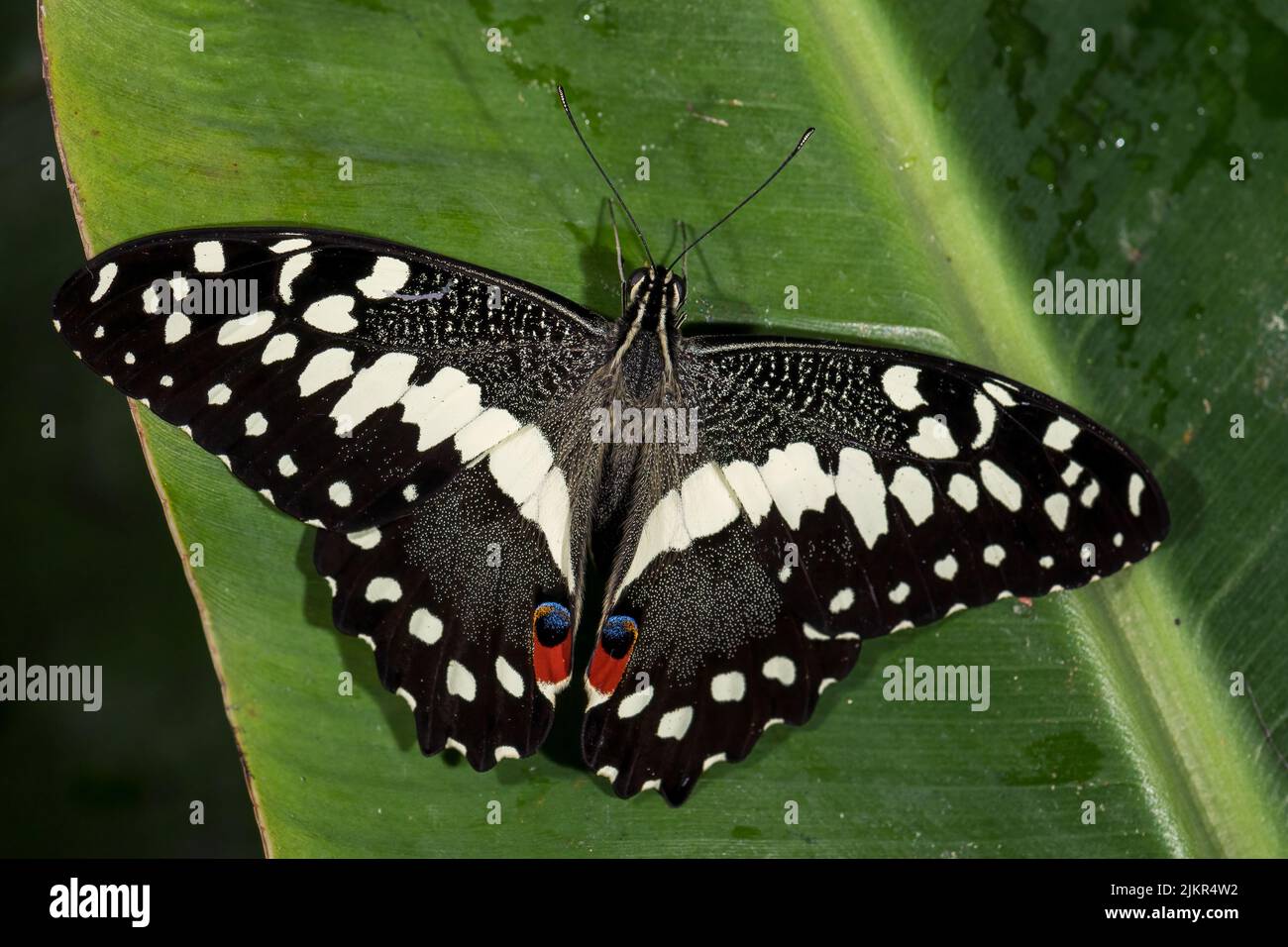 Lime Butterfly Papilio demoleus, beautiful colored butterfly from