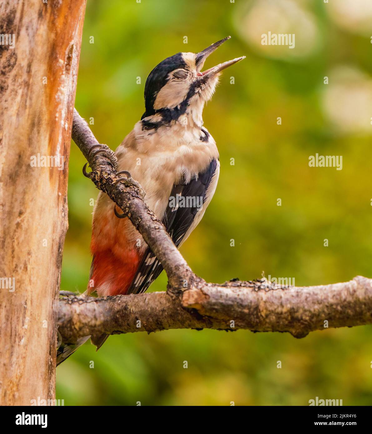 Great Spotted Woodpecker Stock Photo - Alamy