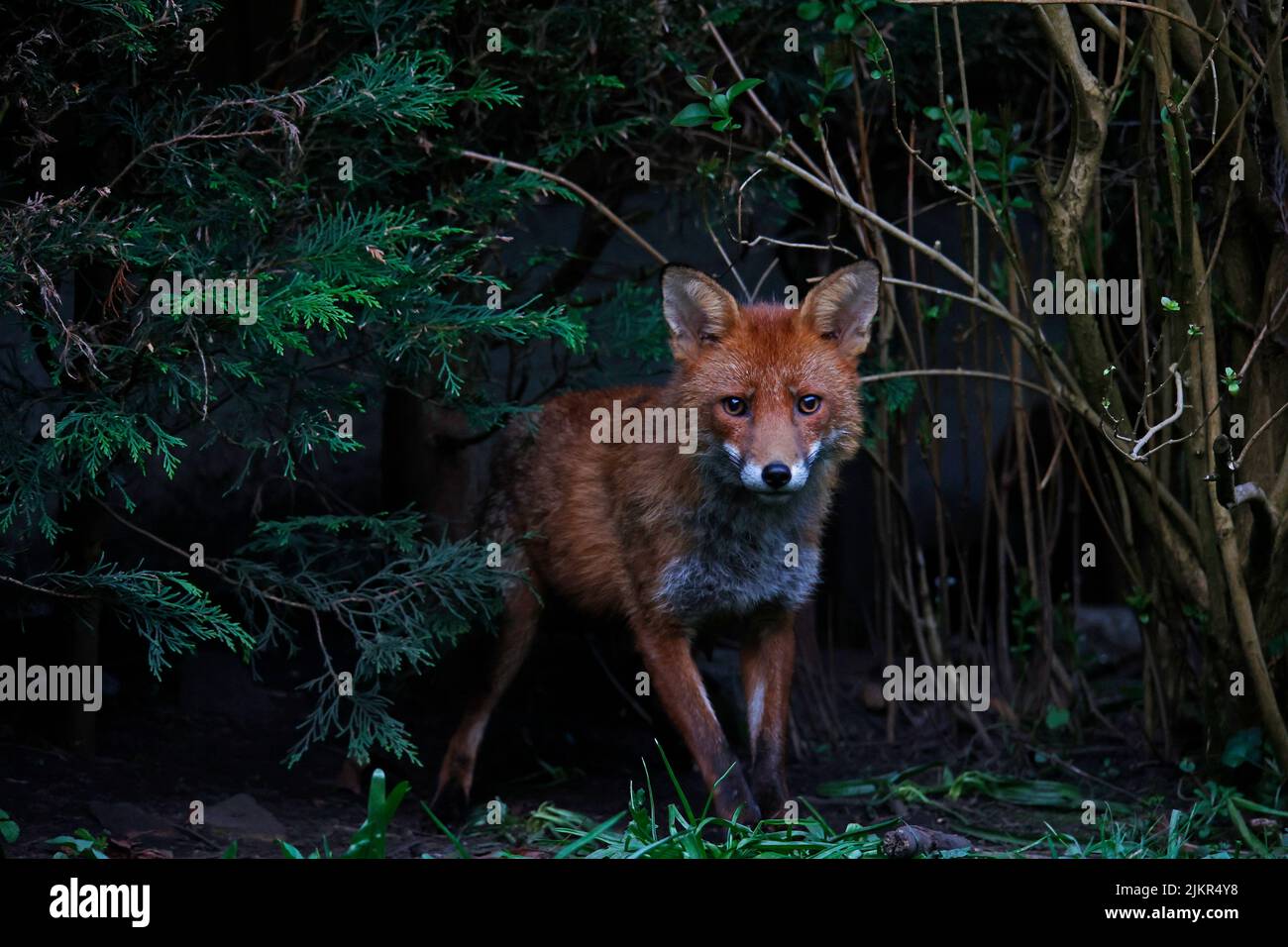 A family of urban foxes explore the garden Stock Photo