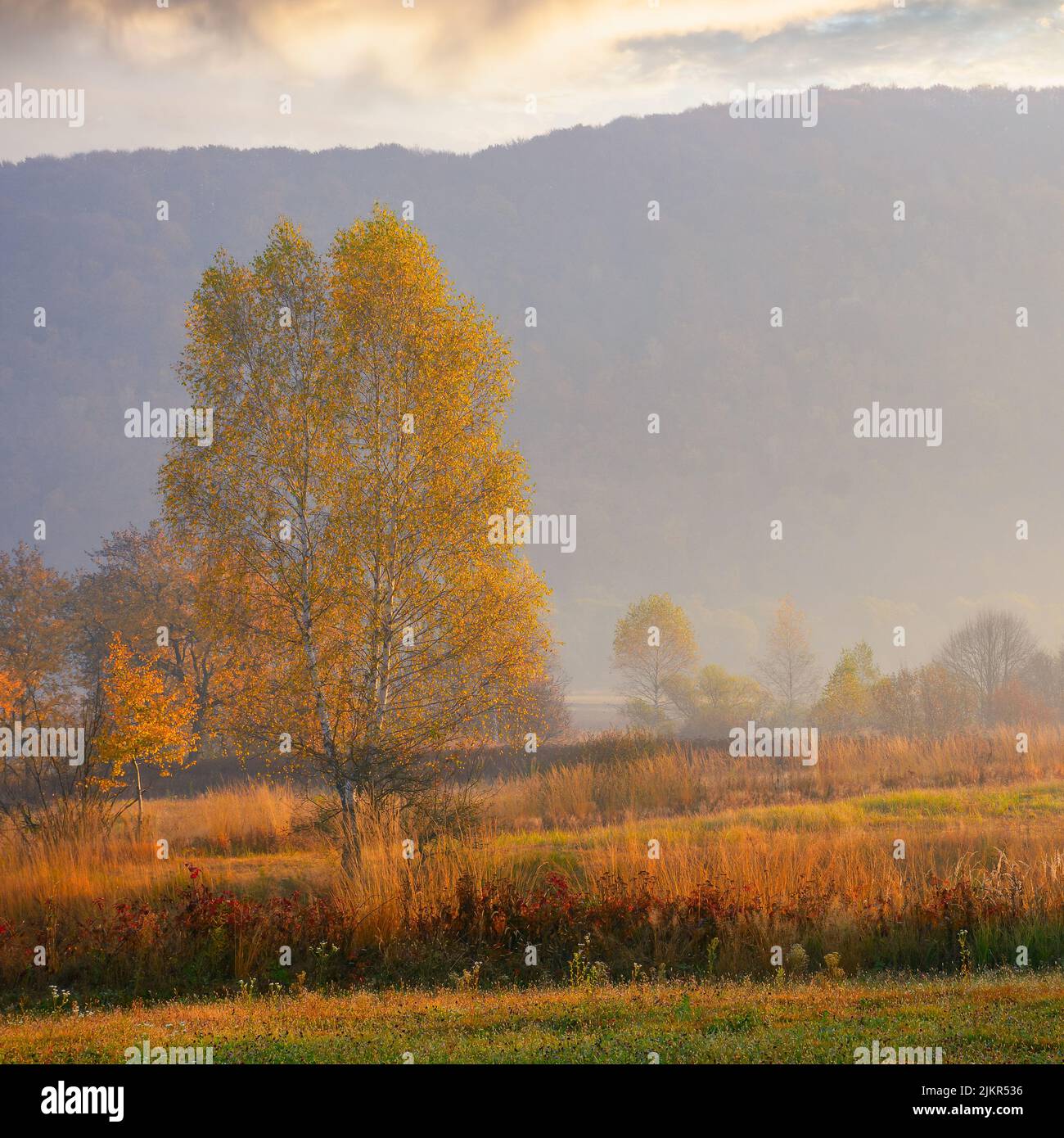 rural fields in autumnal countryside. colorful mountain landscape on a misty morning. trees in fall foliage Stock Photo