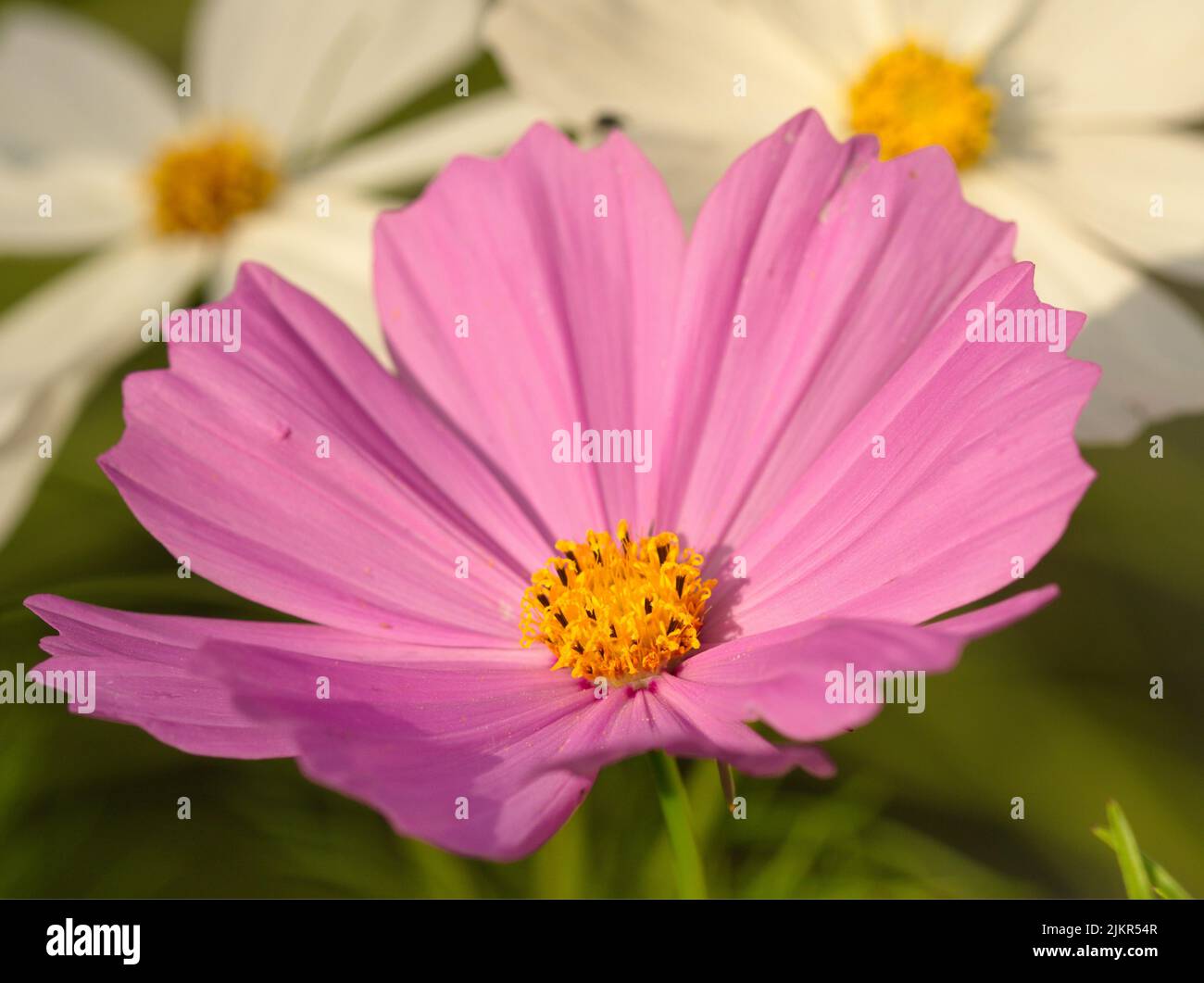 Macro photography of a pink flower in summer Stock Photo