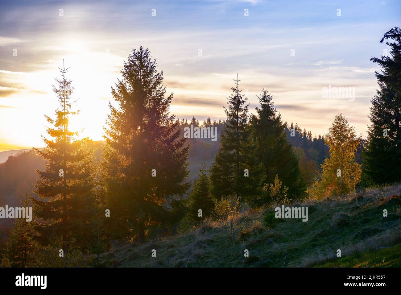 coniferous trees on the hill at sunset. beautiful nature scenery of romania mountains in evening light Stock Photo