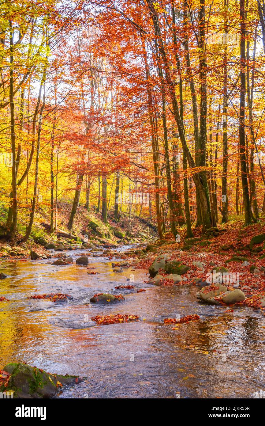 water stream in the beech woods. wonderful nature landscape in fall season. scenery with trees in autumn colors on a sunny day Stock Photo