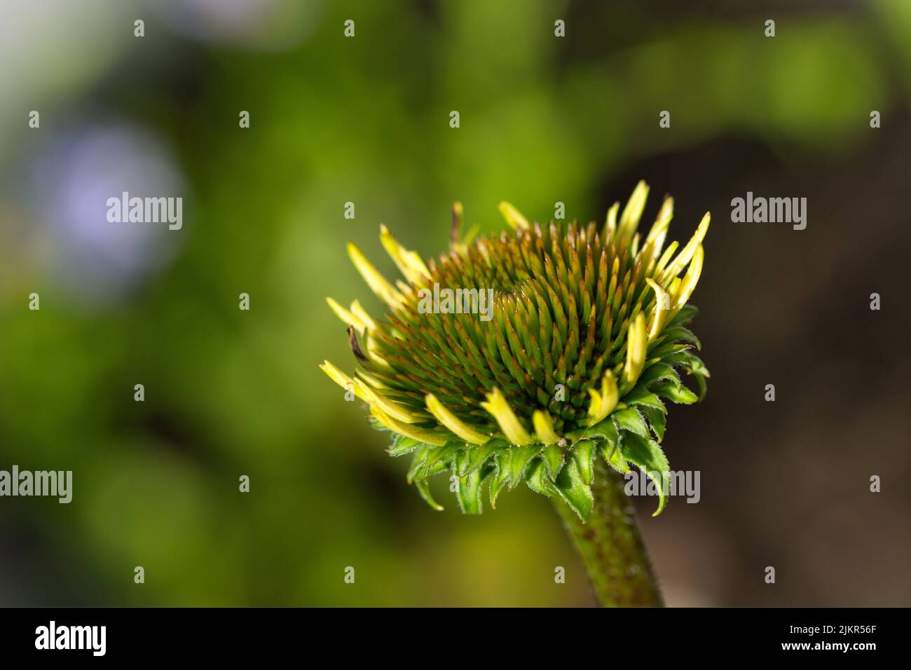 Macro bloosom in a garden in summer Stock Photo