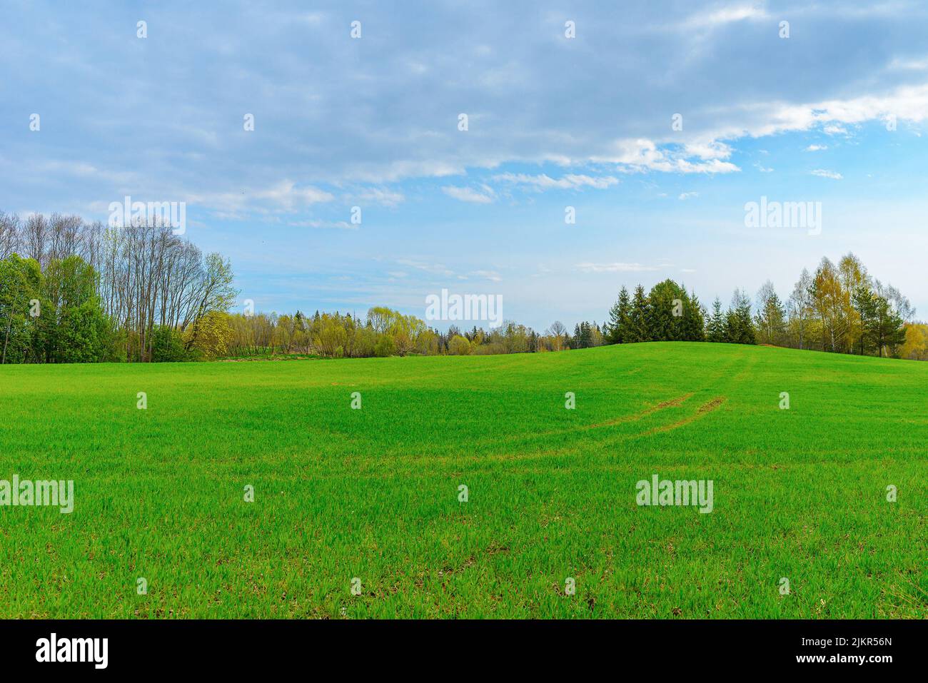 Landscape grass field and green environmental public park natural