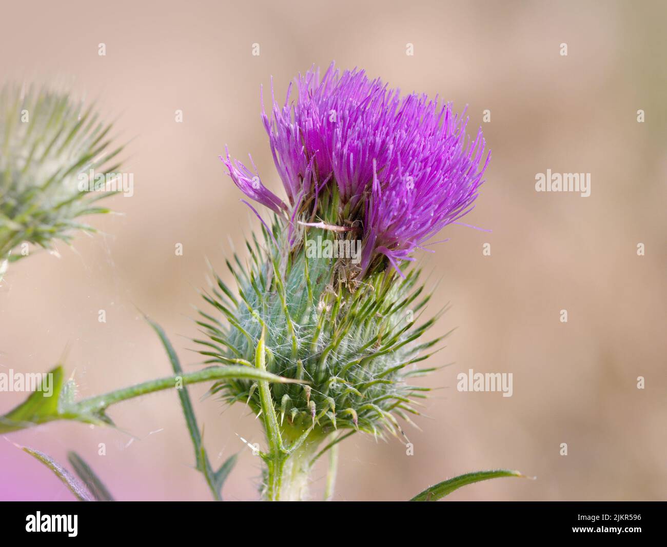 Macro photography of a thistle Stock Photo