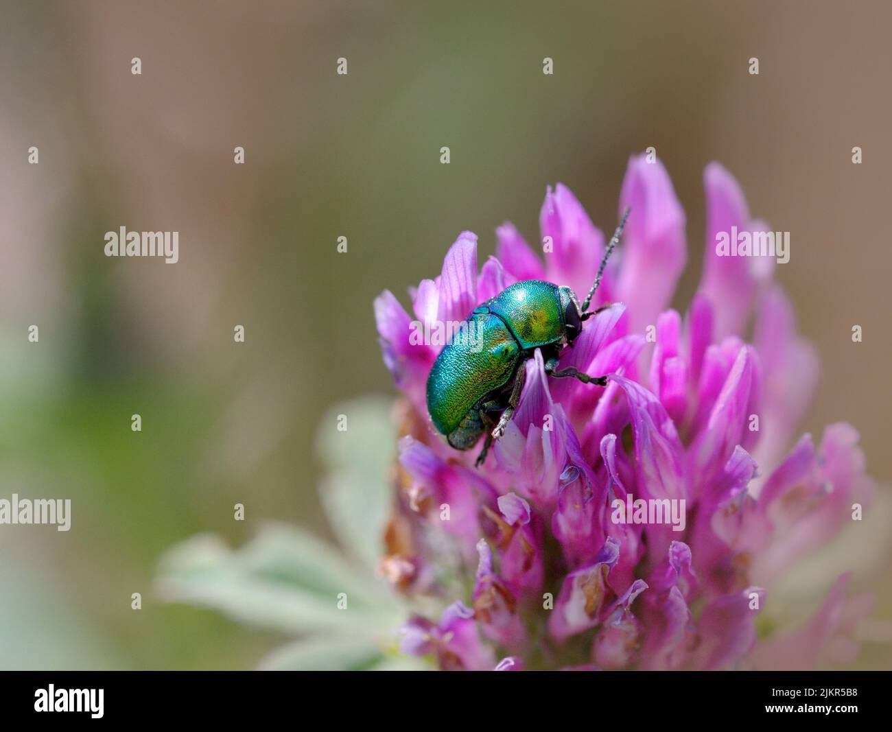 Colorful bug on a purple flower Stock Photo