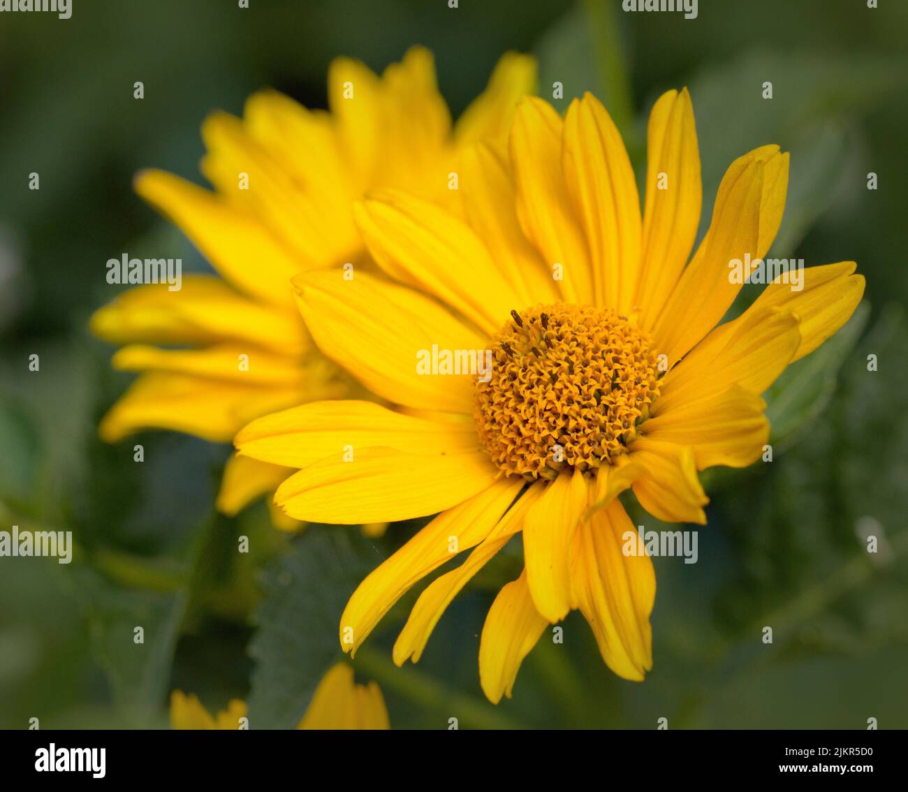 Macro photography of a yellow flower Stock Photo