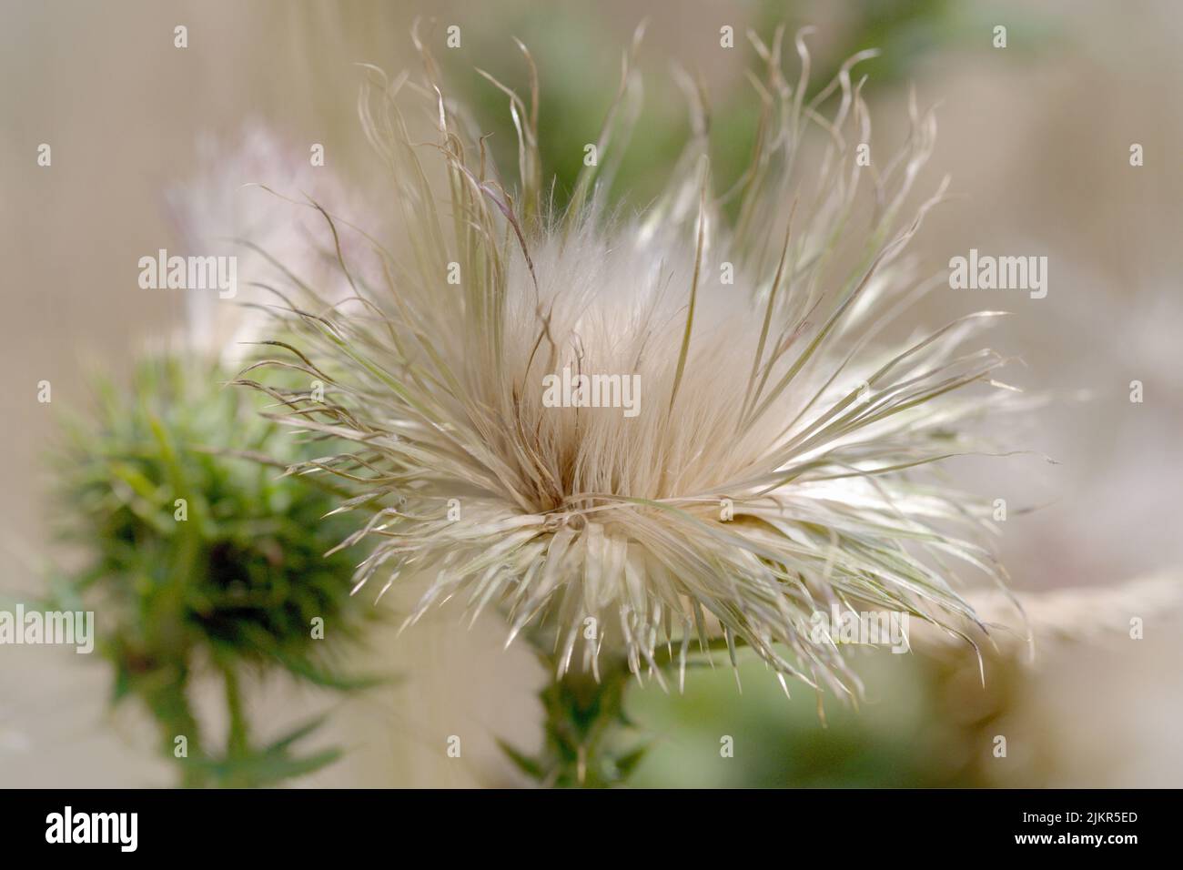 Macro photography of a thistle blossom Stock Photo