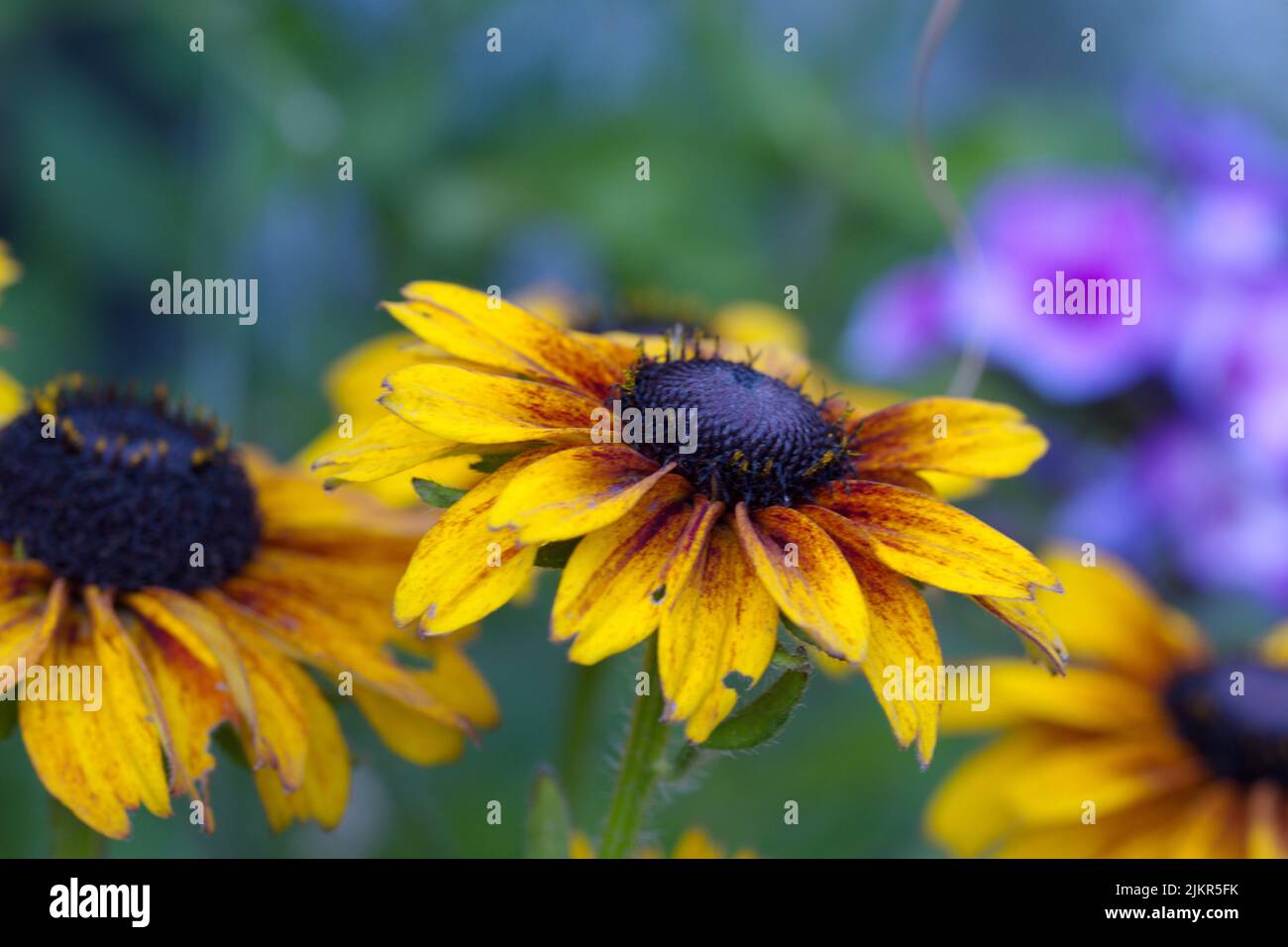 Yellow garden flower in summer Stock Photo
