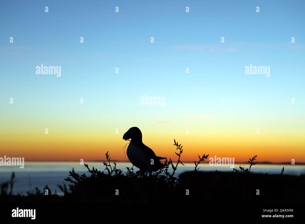 A puffin busy collecting nesting material is silhouetted against the sunset over Lunga in the Treshnish Isles, Inner Hebrides of Scotland Stock Photo