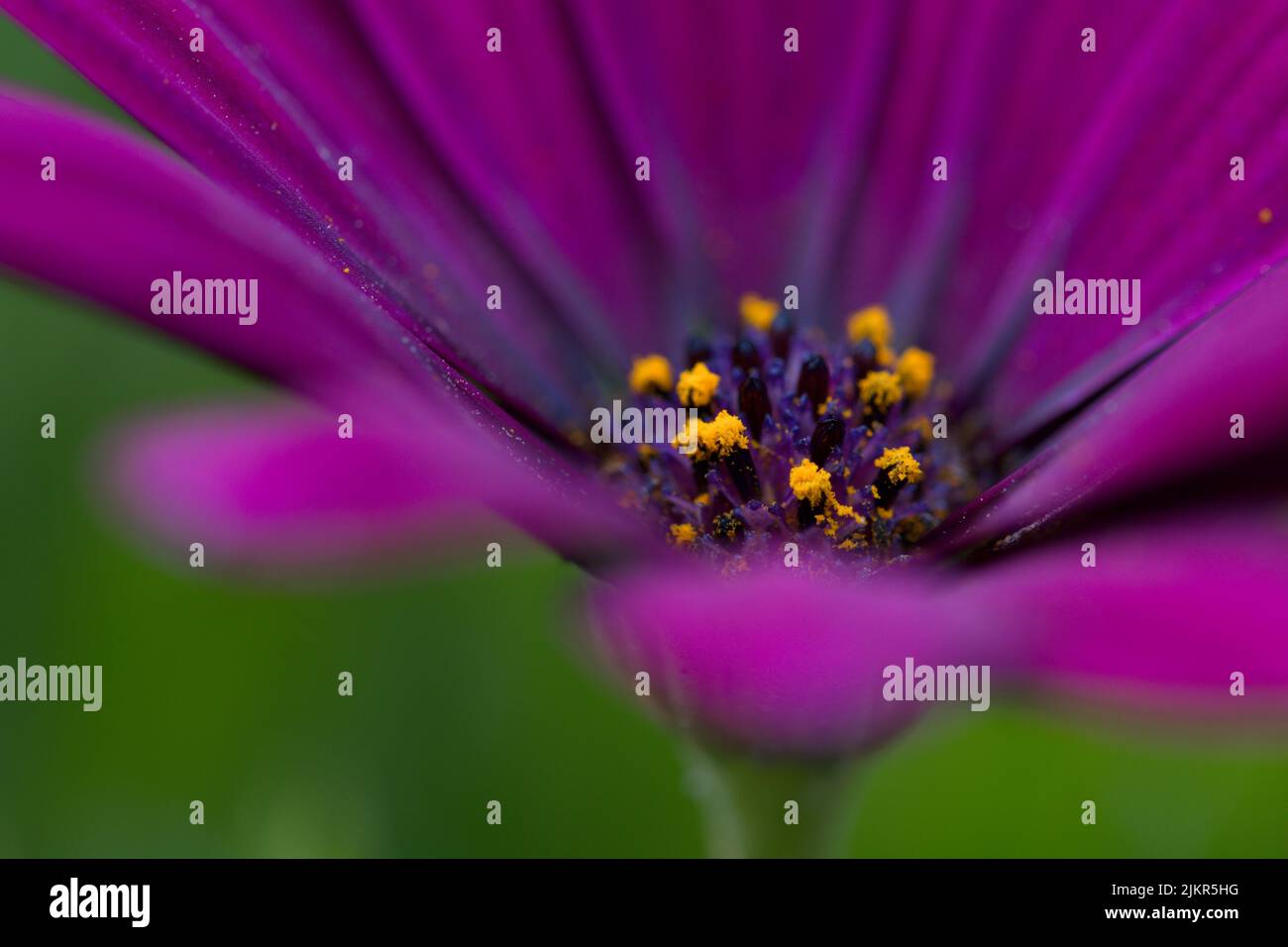 Purple blossom of a garden flower Stock Photo