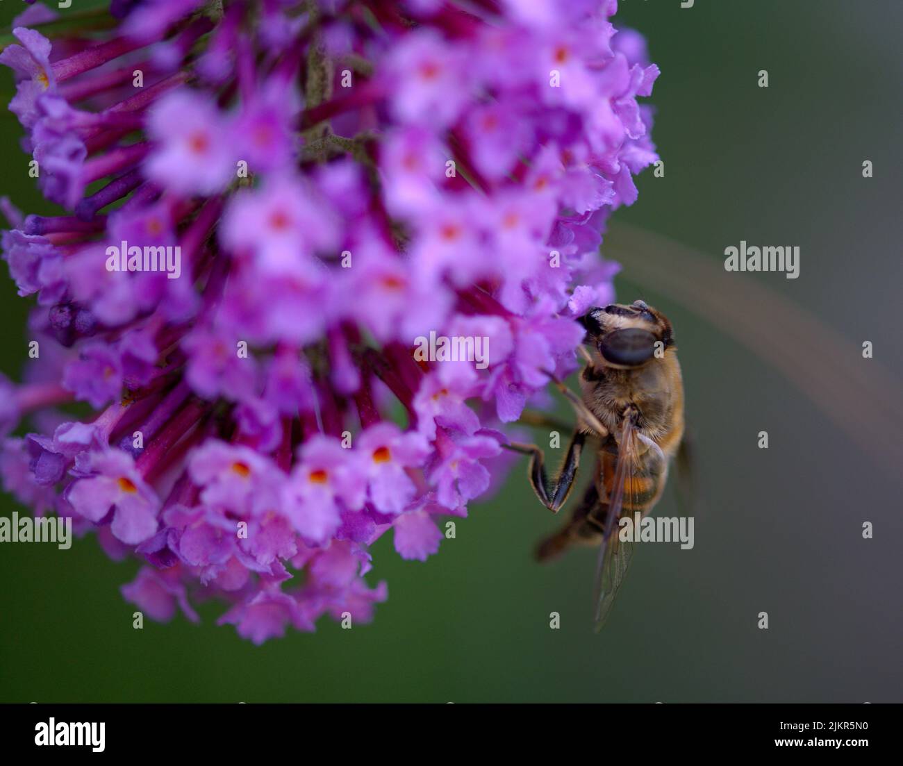 Bee on a purple flower blossom in summer Stock Photo