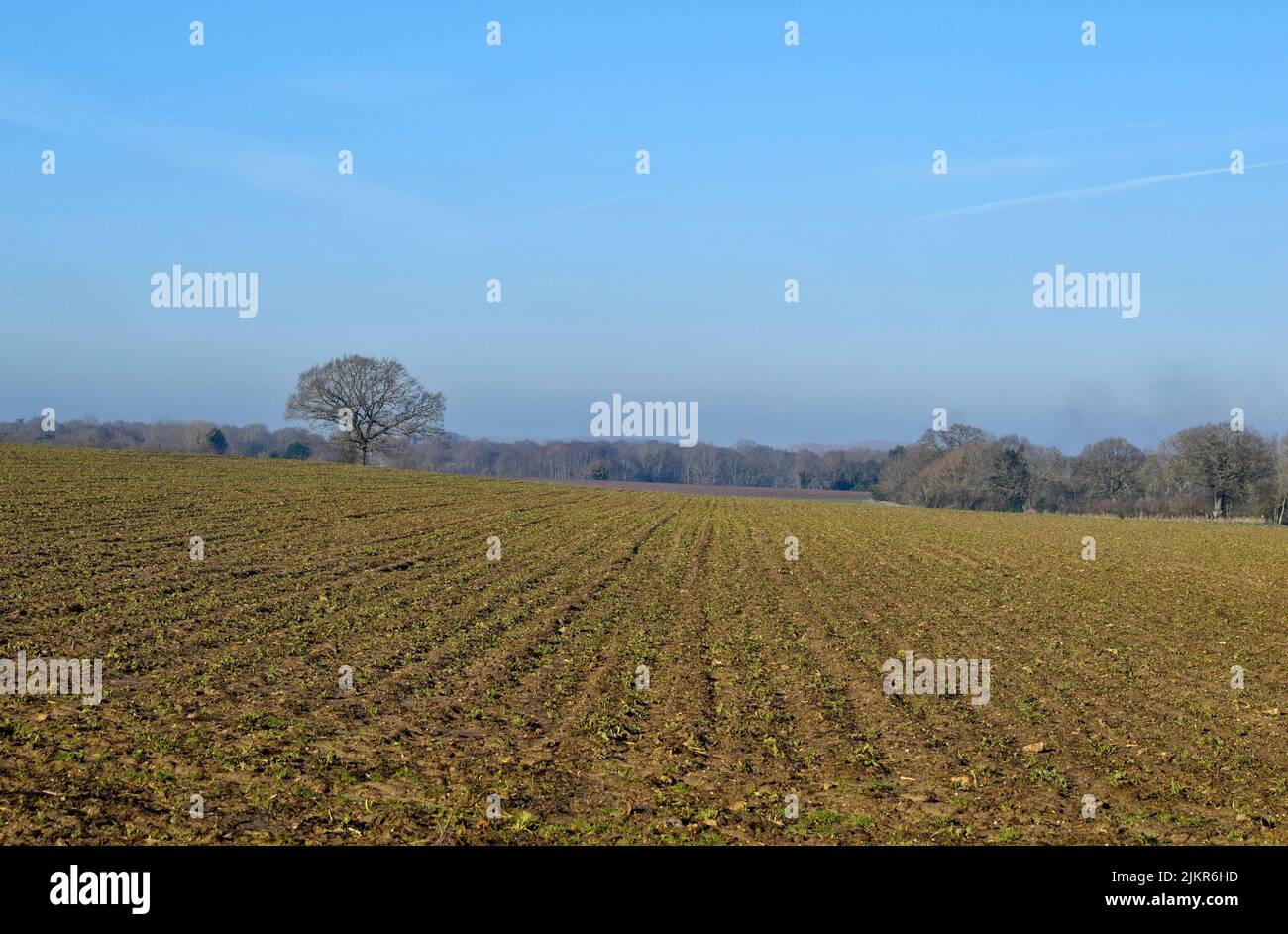 ploughed field in spring, suffolk, england Stock Photo