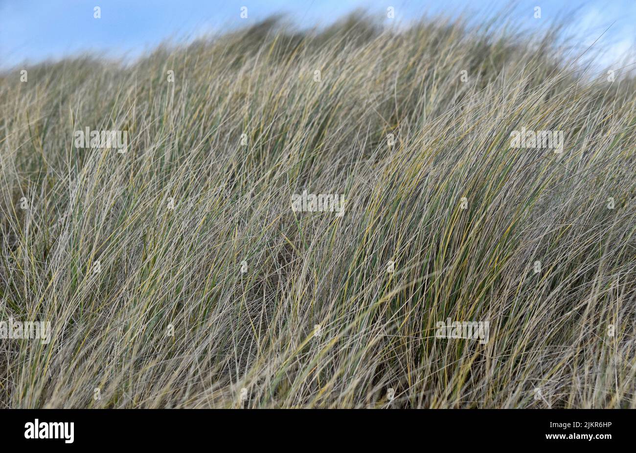 Marram grass Stock Photo