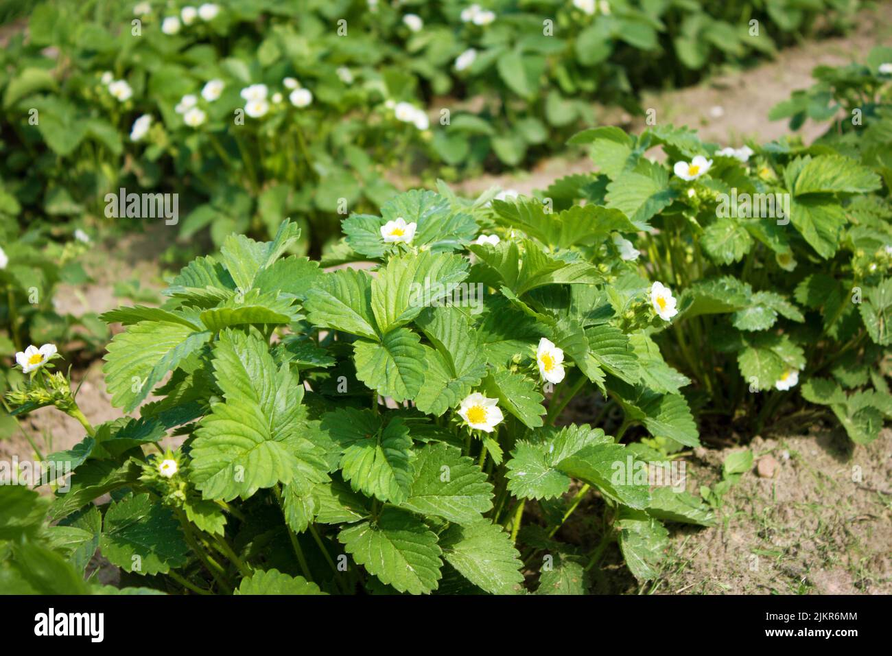 Strawberry on organic farm in sunny day Stock Photo - Alamy