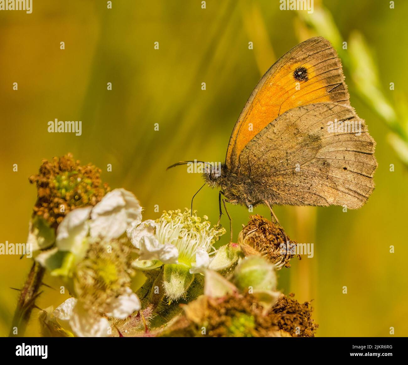 Meadow Brown Butterfly Imbibing Stock Photo