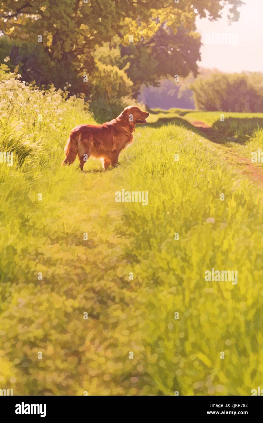 Golden retriever dog out in the countryside Stock Photo Alamy