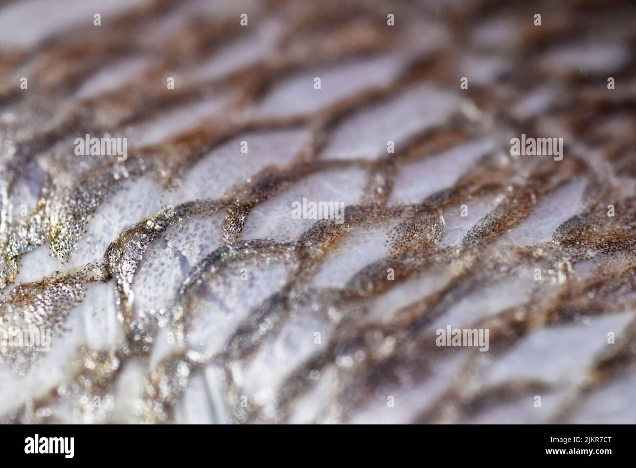 fish skin Stock Photo