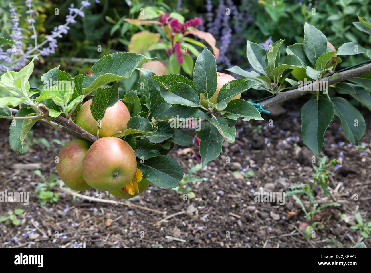 Malus Discover, apples grown as corndon. Stock Photo