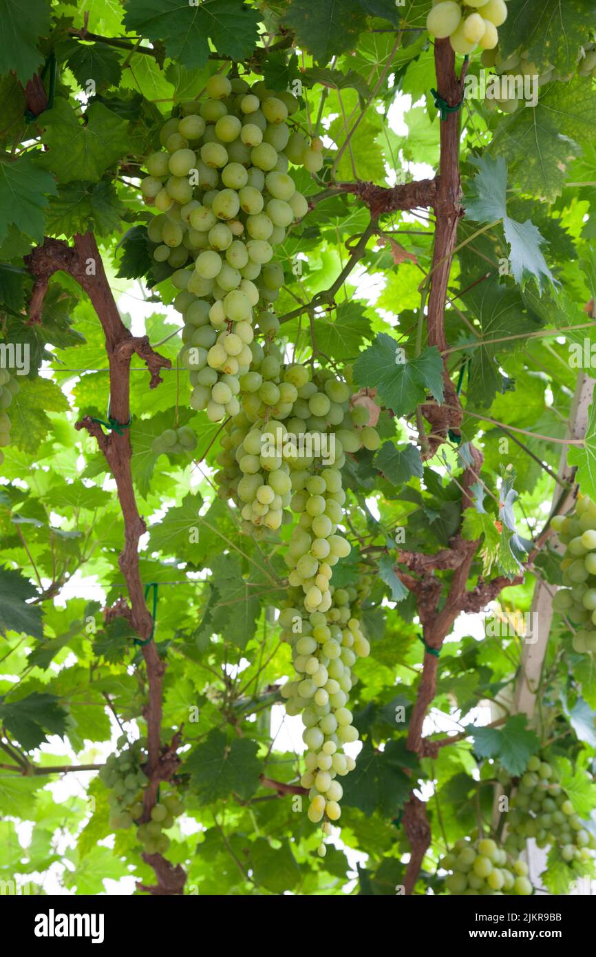 Grape - Muscat of Alexandria, growing in a greenhouse. Stock Photo