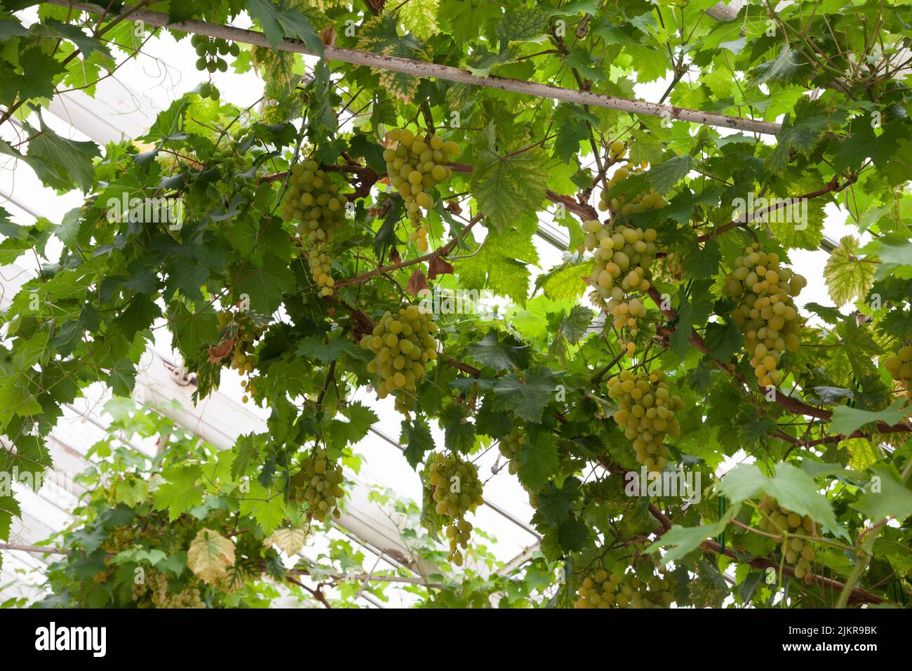 Grape Muscat of Alexandria, growing in a greenhouse Stock Photo Alamy