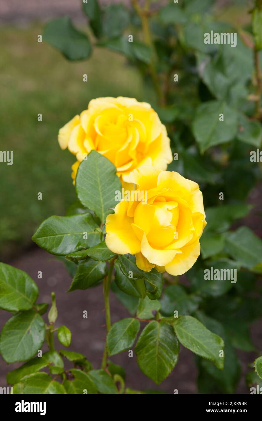 Rosa Freedom, yellow rose flowering Stock Photo