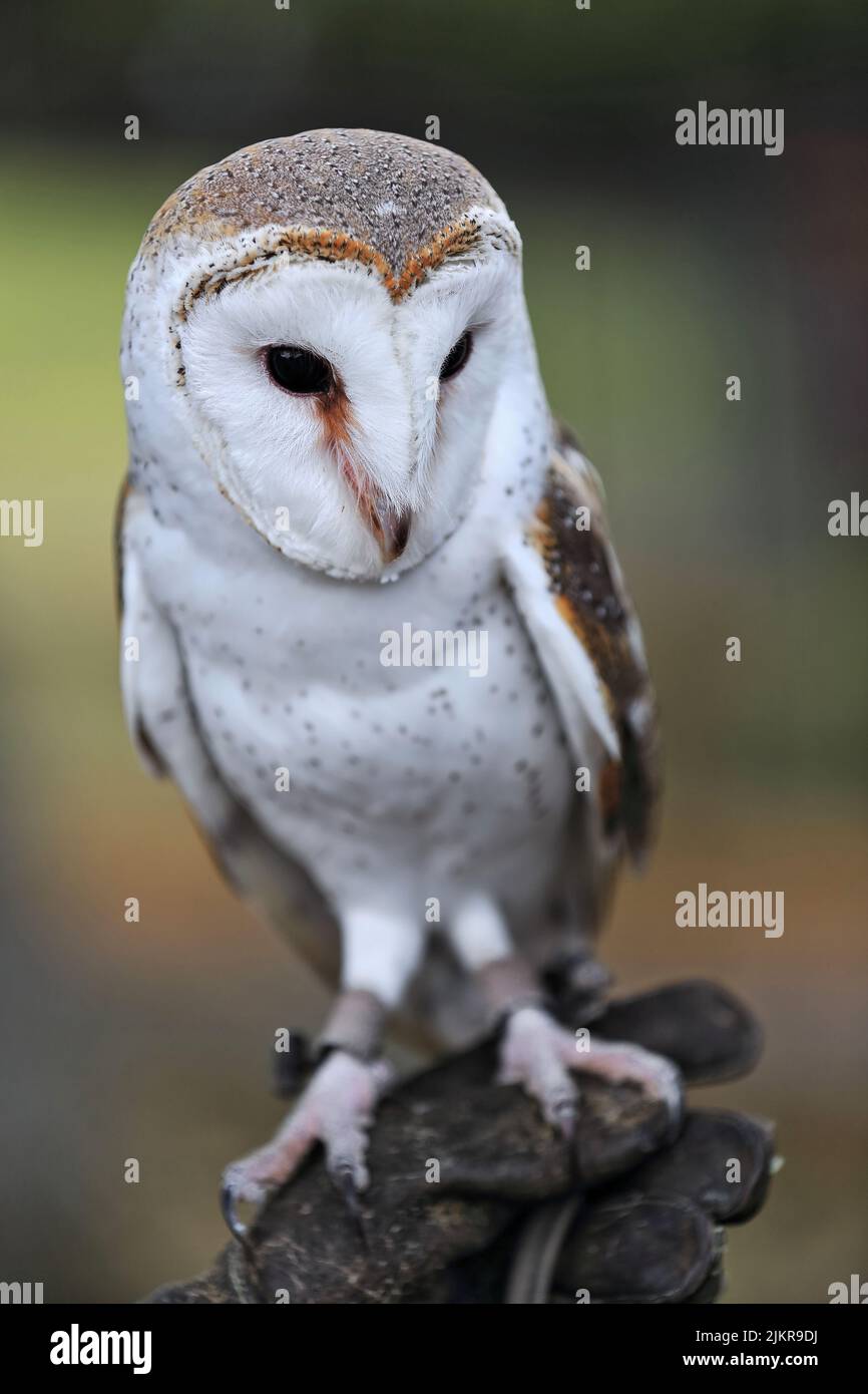 088 Barn owl, the most widespread species of owl in the world. Brisbane-Australia. Stock Photo
