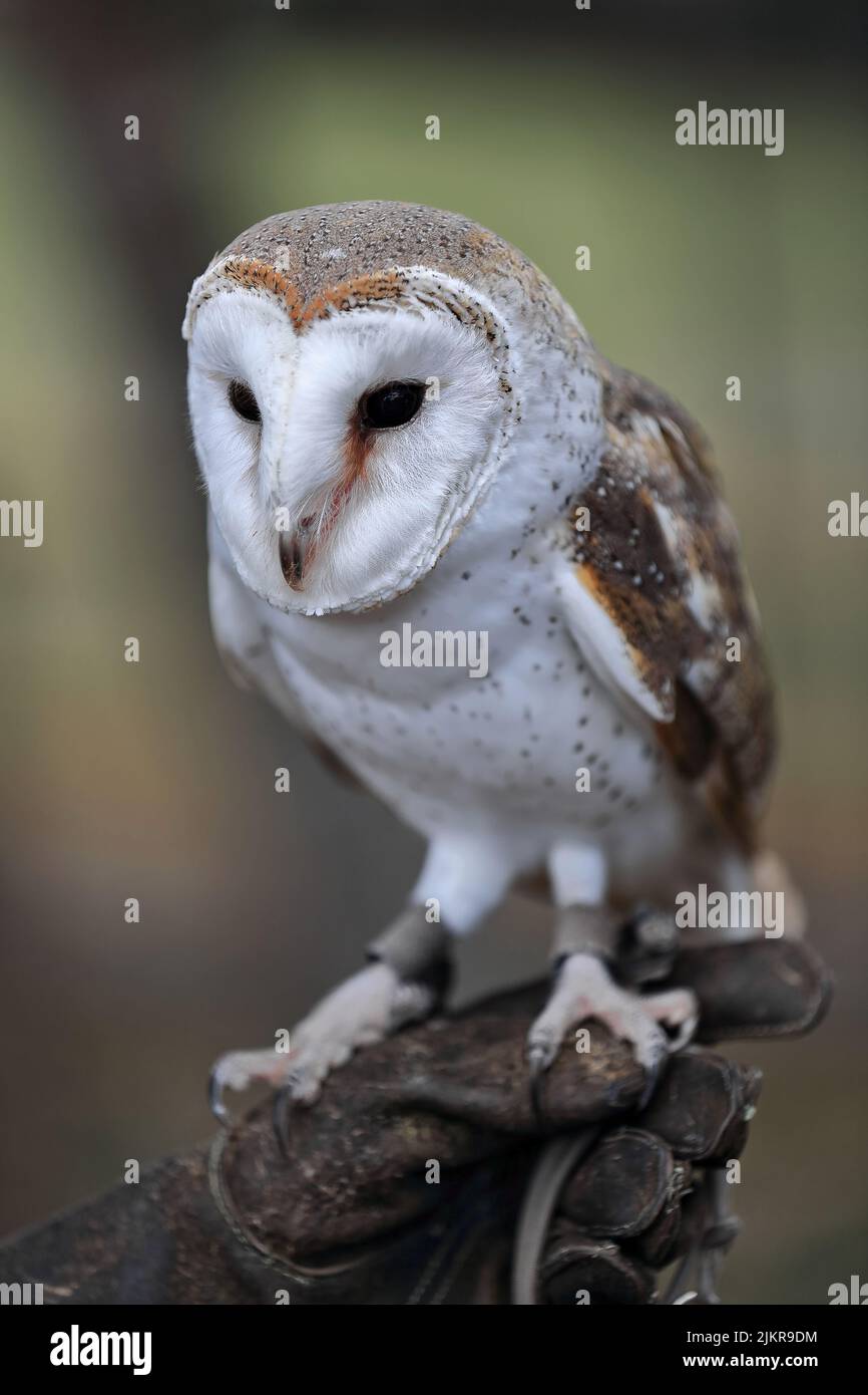 091 Barn owl, the most widespread species of owl in the world. Brisbane-Australia. Stock Photo