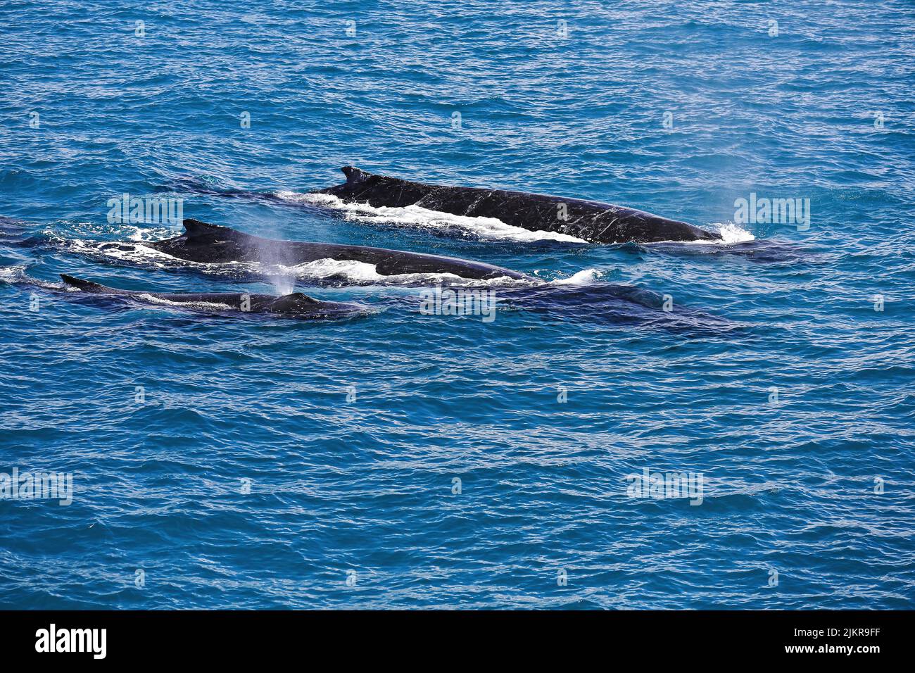 121 Southern humpback whales-Megaptera novaeangliae australis in Moreton Bay. Brisbane-Australia. Stock Photo