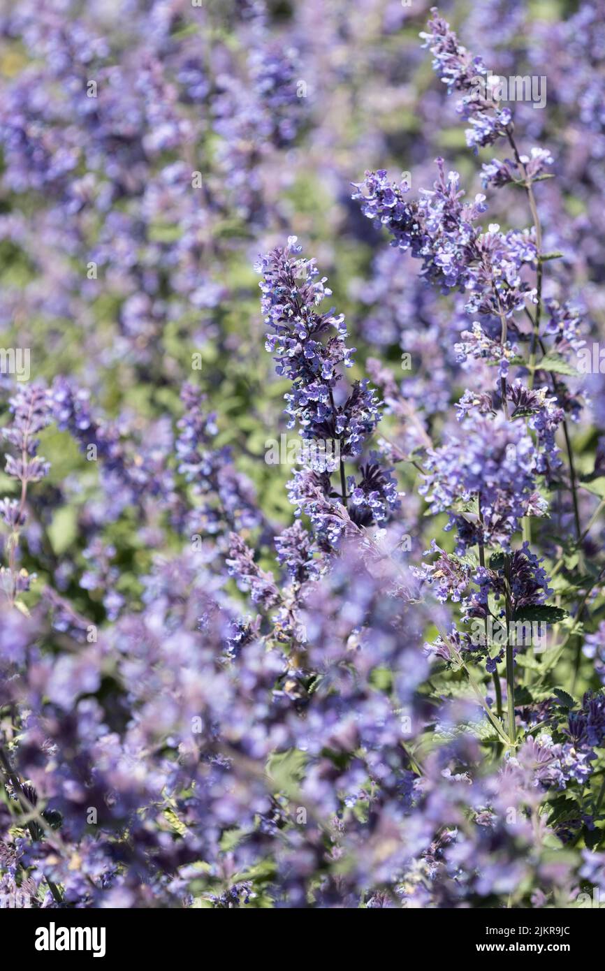Close up of Lavender in an English garden Stock Photo