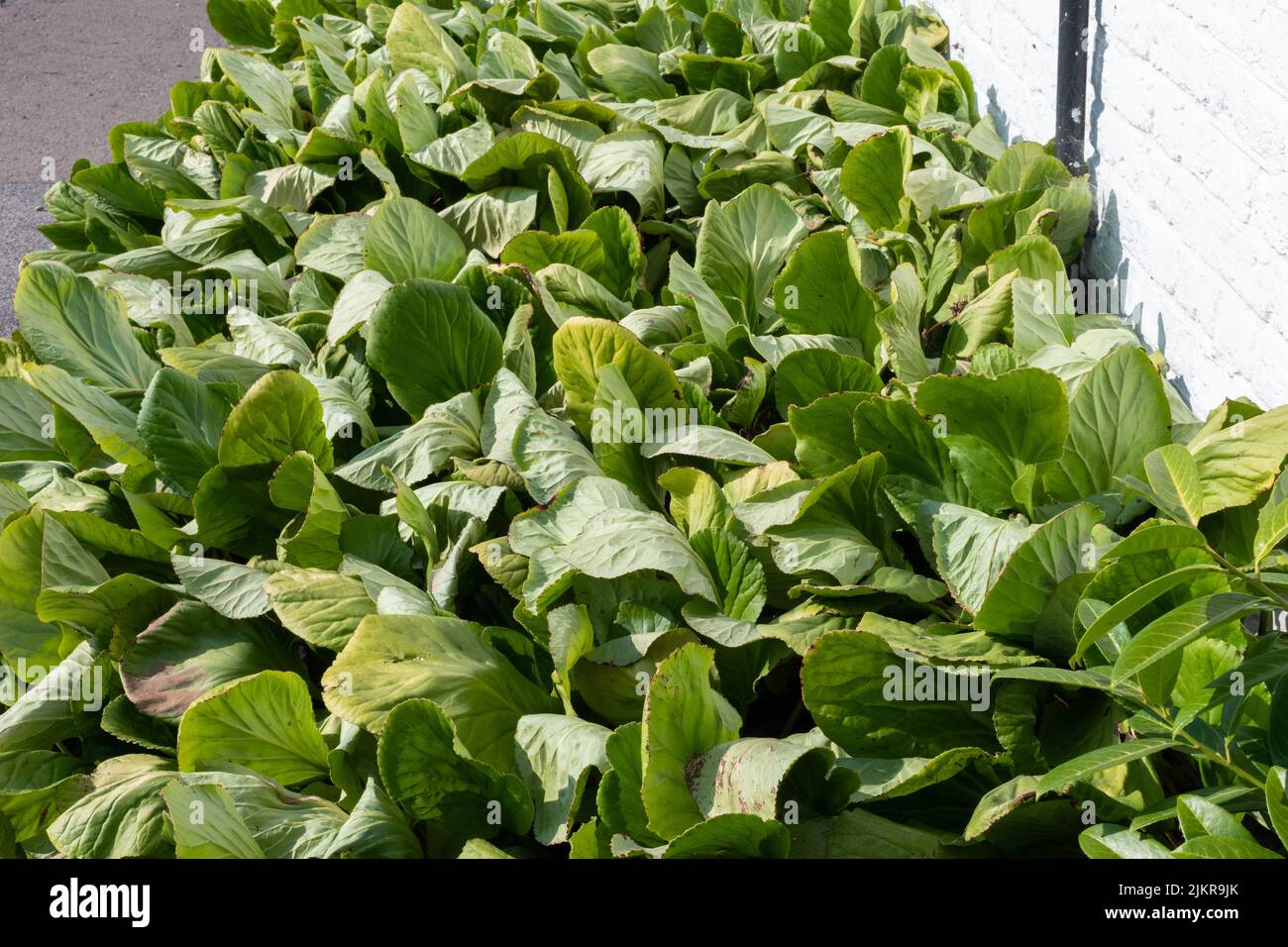 Bergenia plants wilting in extreme heat during July 2022 heatwave East Sussex, England, UK
