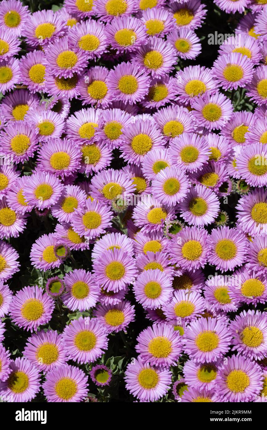 Beach Aster low growing Stock Photo