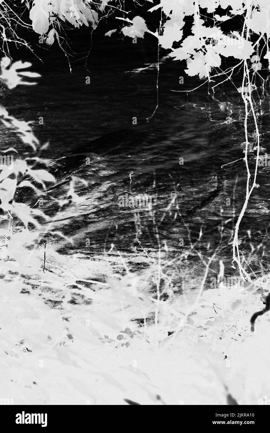 Grassy woods Black and White Stock Photos & Images - Alamy