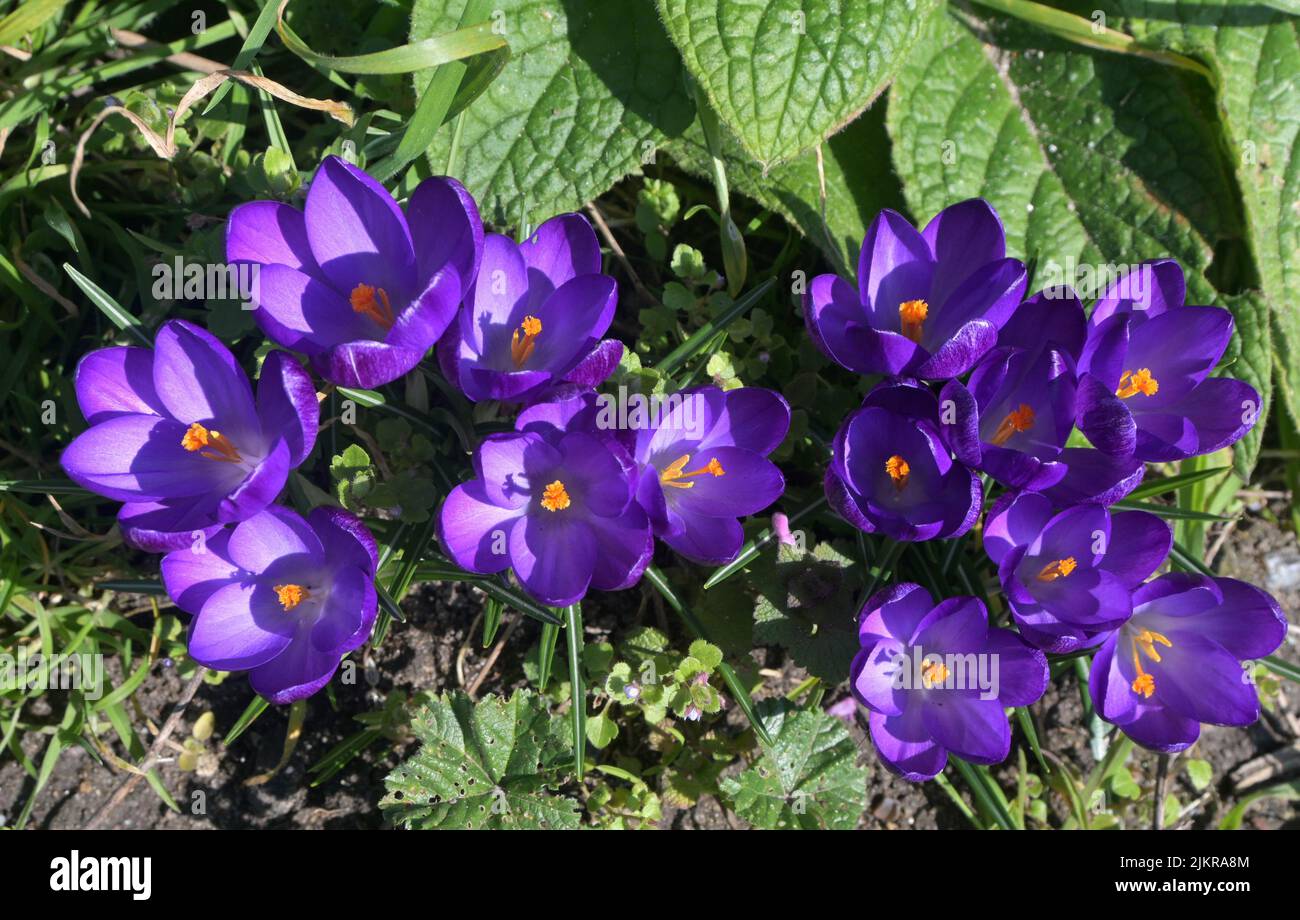 purple crocus flowers Stock Photo