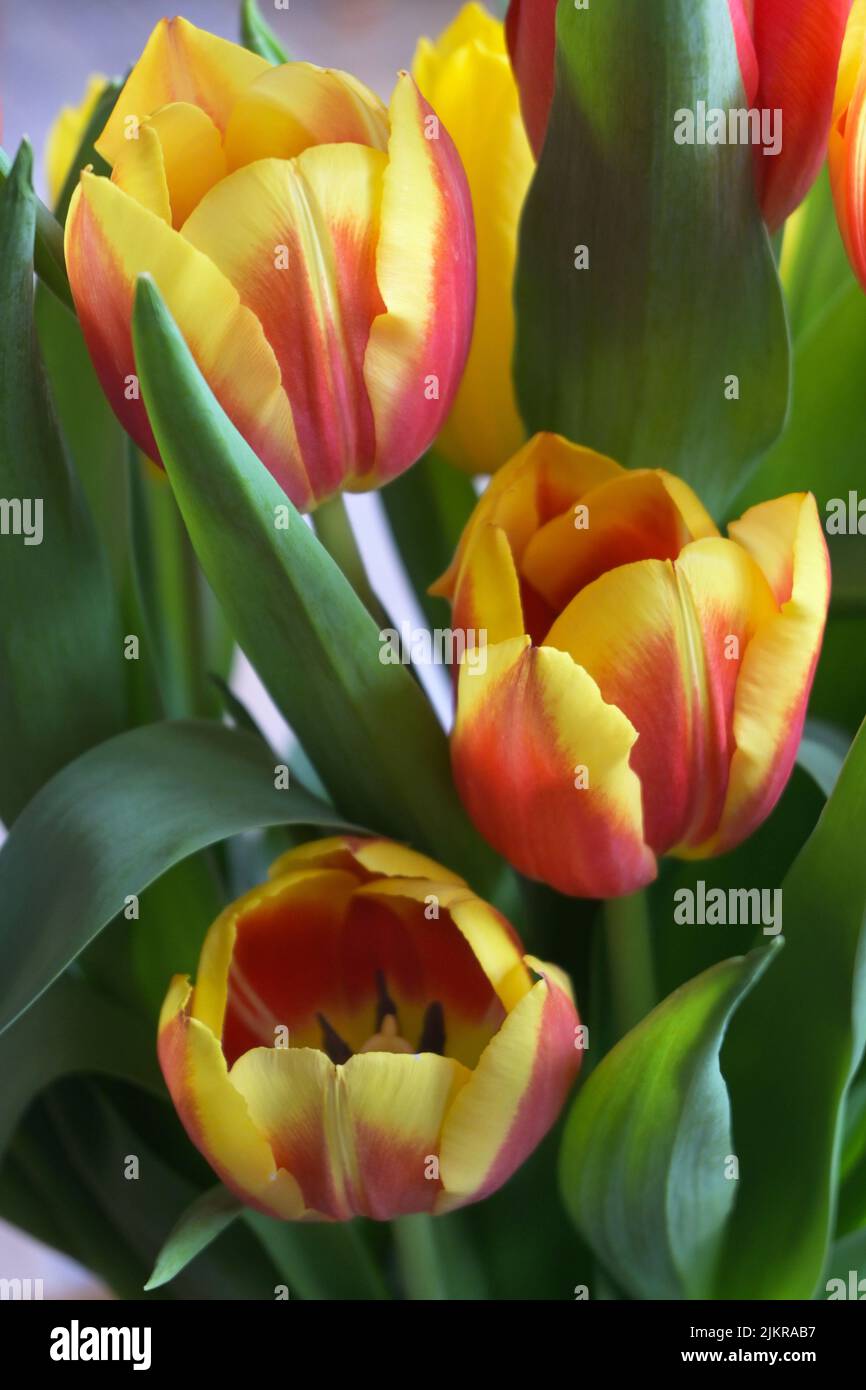 arrangement of cut tulips Stock Photo