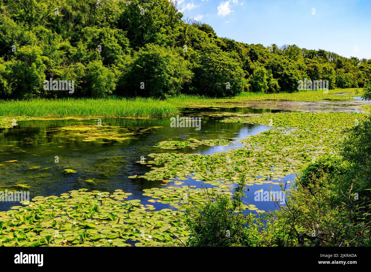 The lily pools at Bosherston are a popular tourist attraction when the lilies are in flower