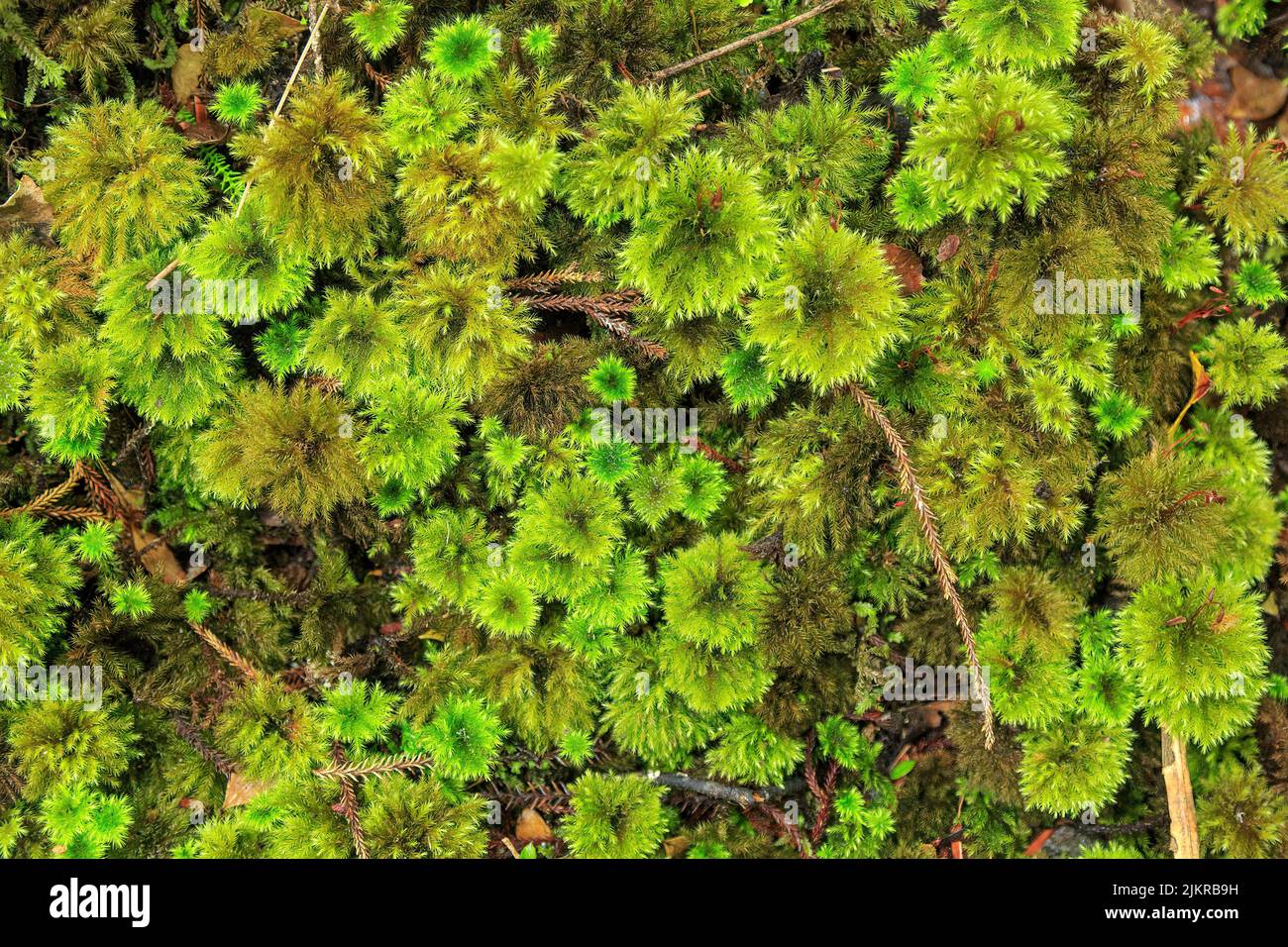 Moss carpet hi-res stock photography and images - Alamy