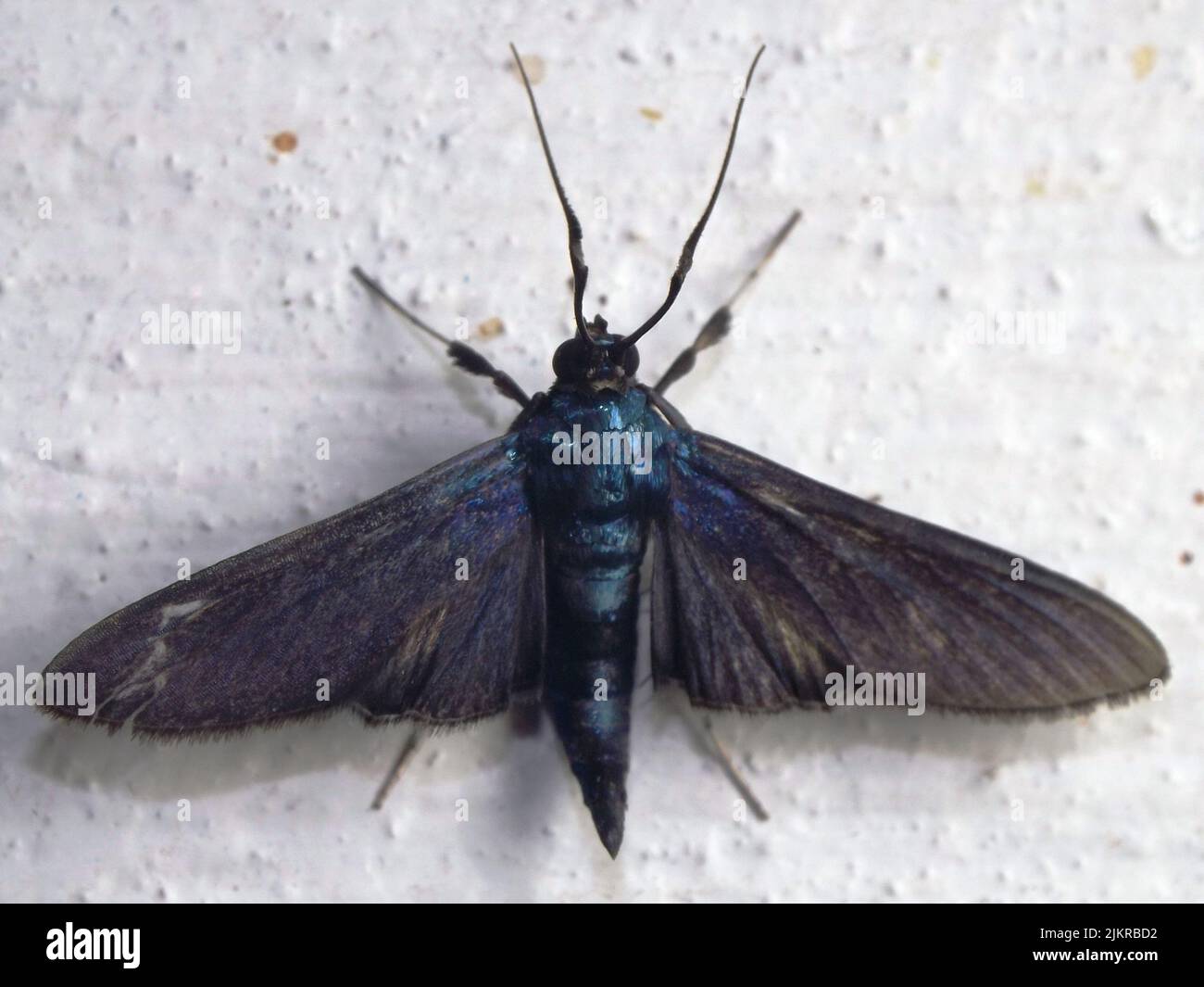 Clearwing moth, Family Sesiidae unknown species isolated on a white background from the jungle of Belize, Central America Stock Photo
