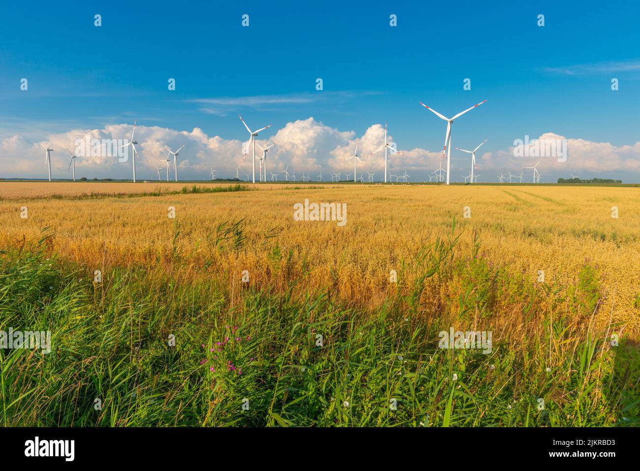 Agriculture and wind power plant in the marshes of Reußenköge, North Frisia, North Sea, Schleswig-Holstein, Northern Germany, Stock Photo