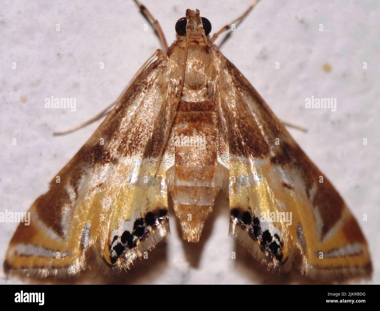 Crambid snout moth Crambidae Acentropinae - Petrophila species isolated on a white background from the jungle of Belize, Central America Stock Photo