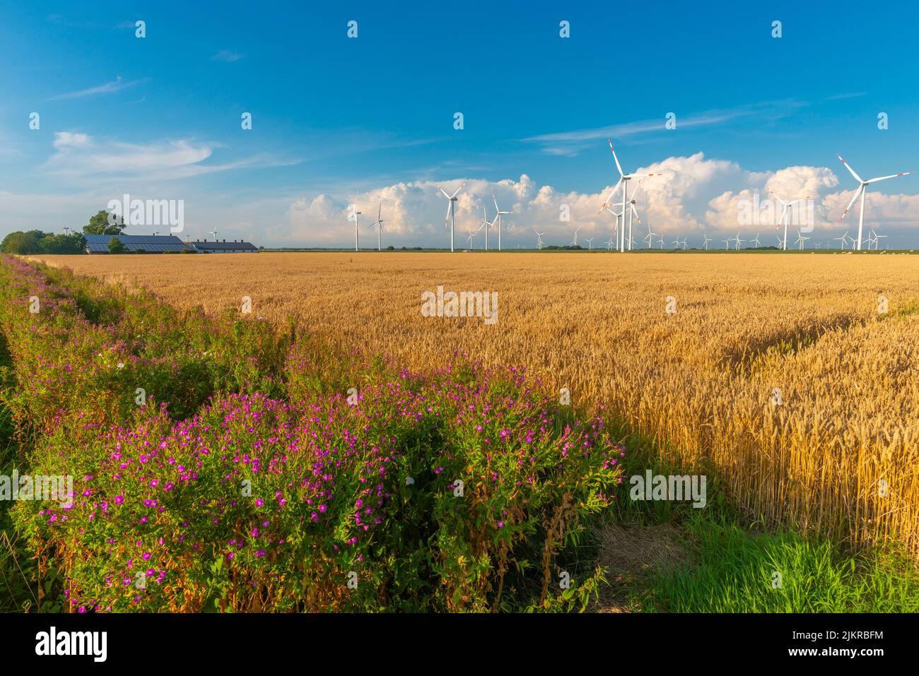 Agriculture and wind power plant in the marshes of Reußenköge, North Frisia, North Sea, Schleswig-Holstein, Northern Germany, Stock Photo