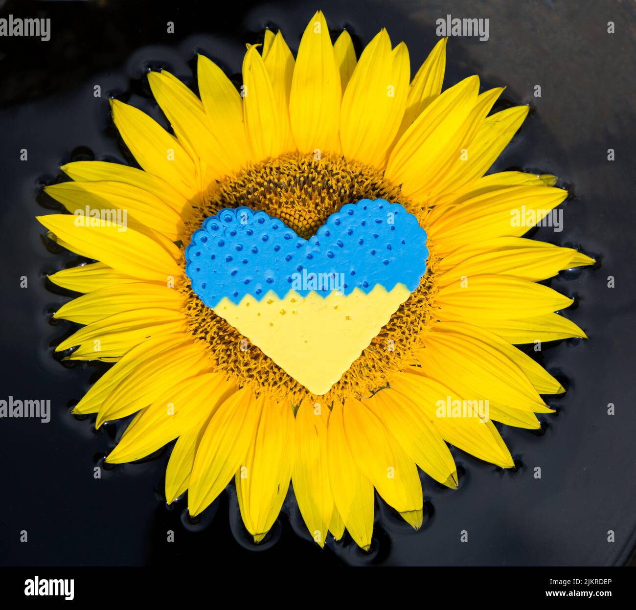 yellow-blue heart lies in center of sunflower flower. Artistic image of wounds in hearts of Ukrainians suffering from war in their homeland. Pain, fee Stock Photo
