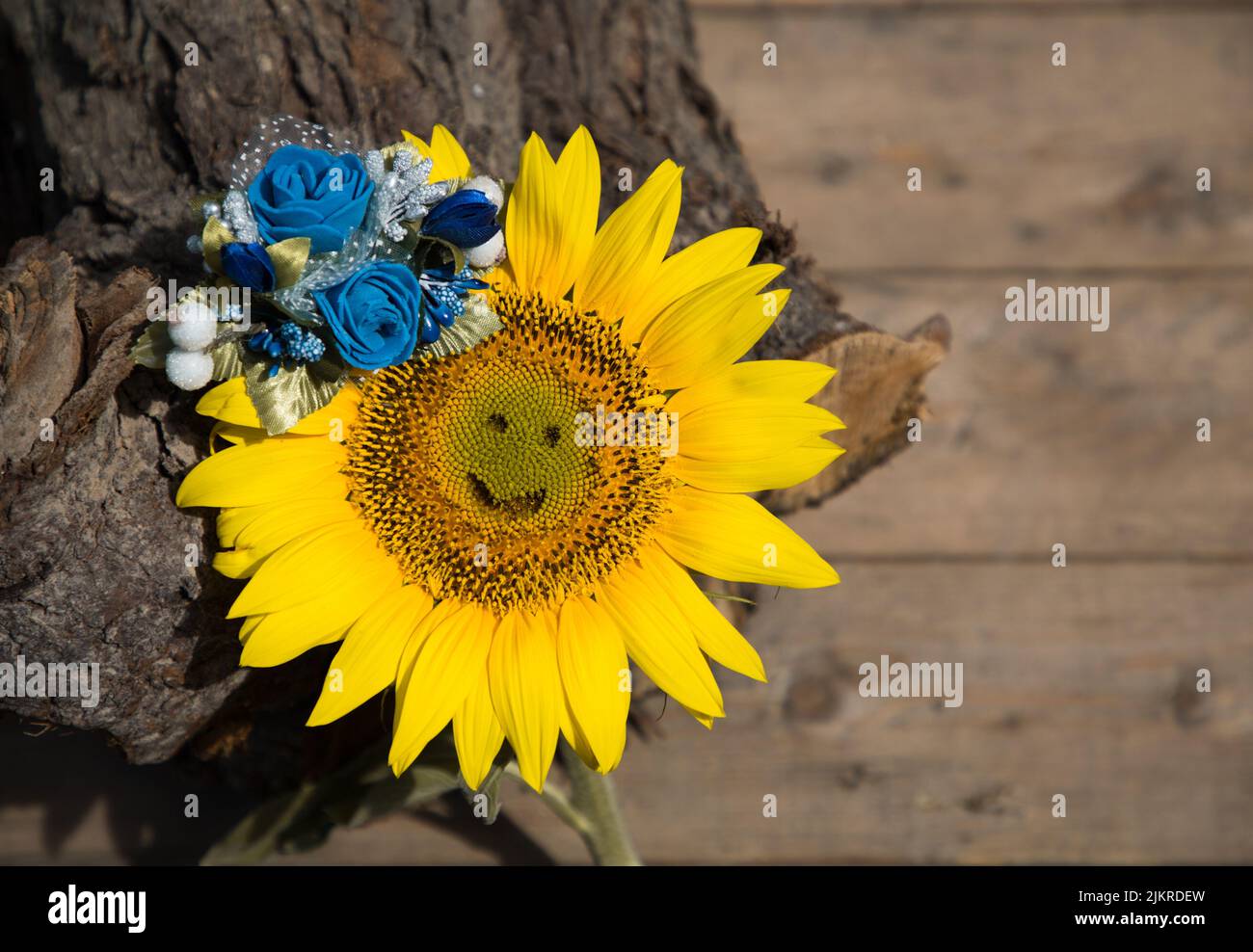 yellow sunflower with carved smile on it and blue flower decoration. Symbolic image of Ukraine. faith in victory and hope for revival of country after Stock Photo
