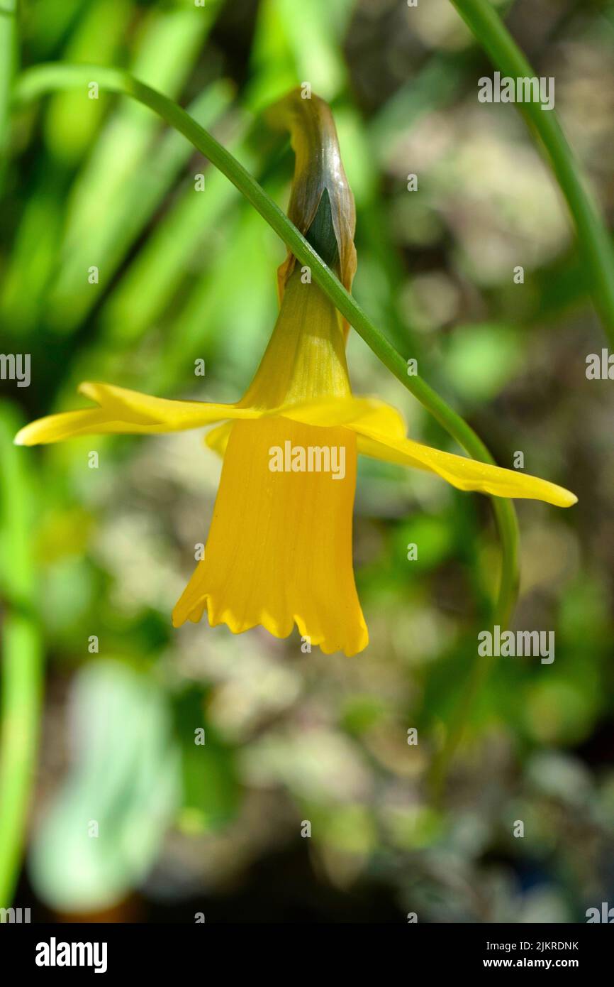 Daffodil bulbs growing hires stock photography and images Alamy