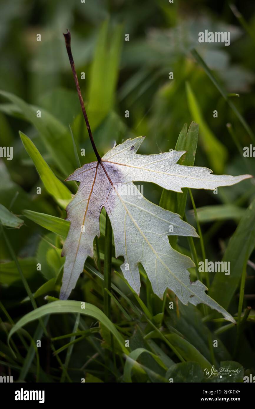 A solitary silver maple leaf, Acer saccharinum.lying on the grass silver side up in spring, summer or fall, Lancaster, Pennsylvania Stock Photo