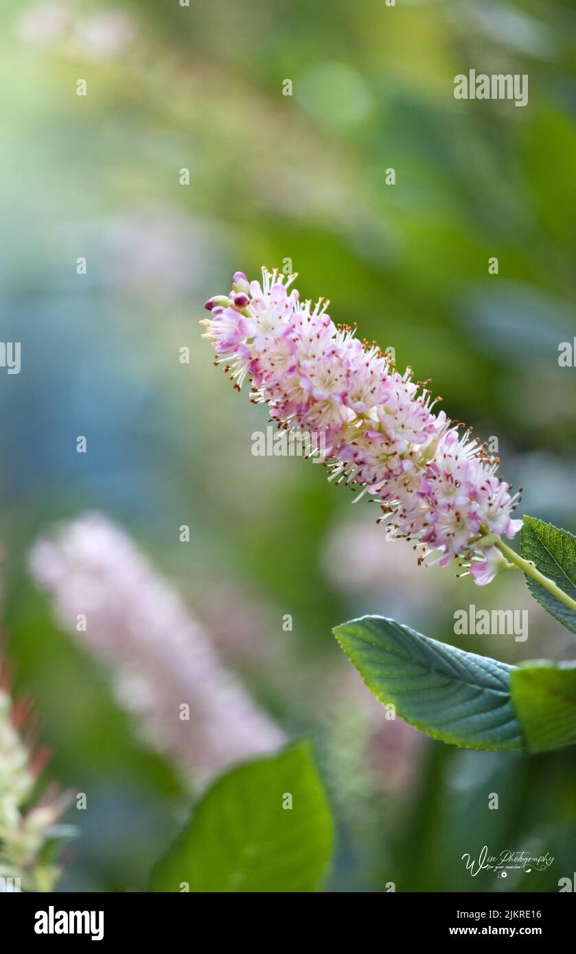 Pink summer sweetpepper bush flower spikes, clethra alnifolia, on a lush blurred background in summer or fall, Lancaster, Pennsylvania Stock Photo