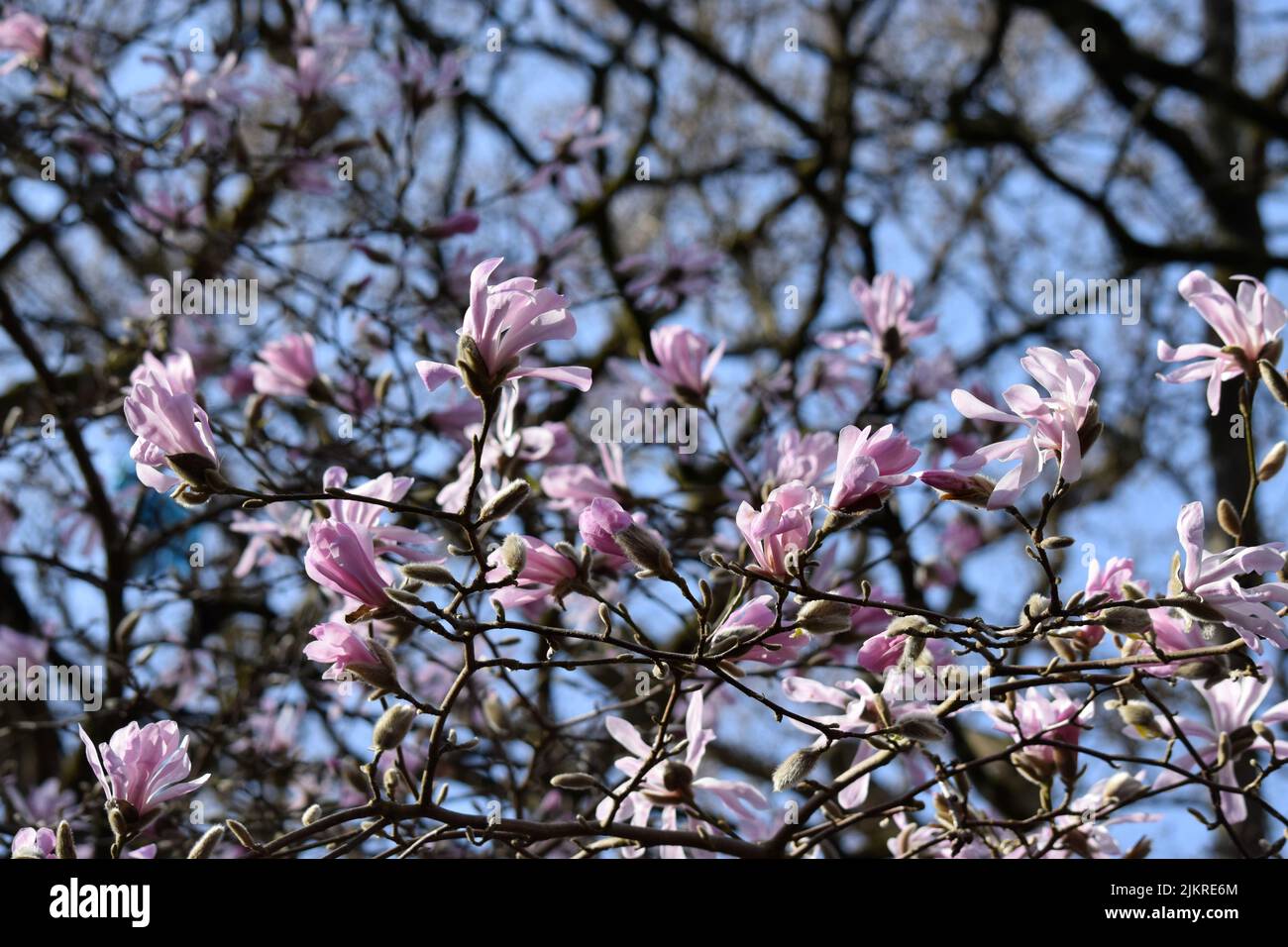magnolia flowers in spring, england Stock Photo