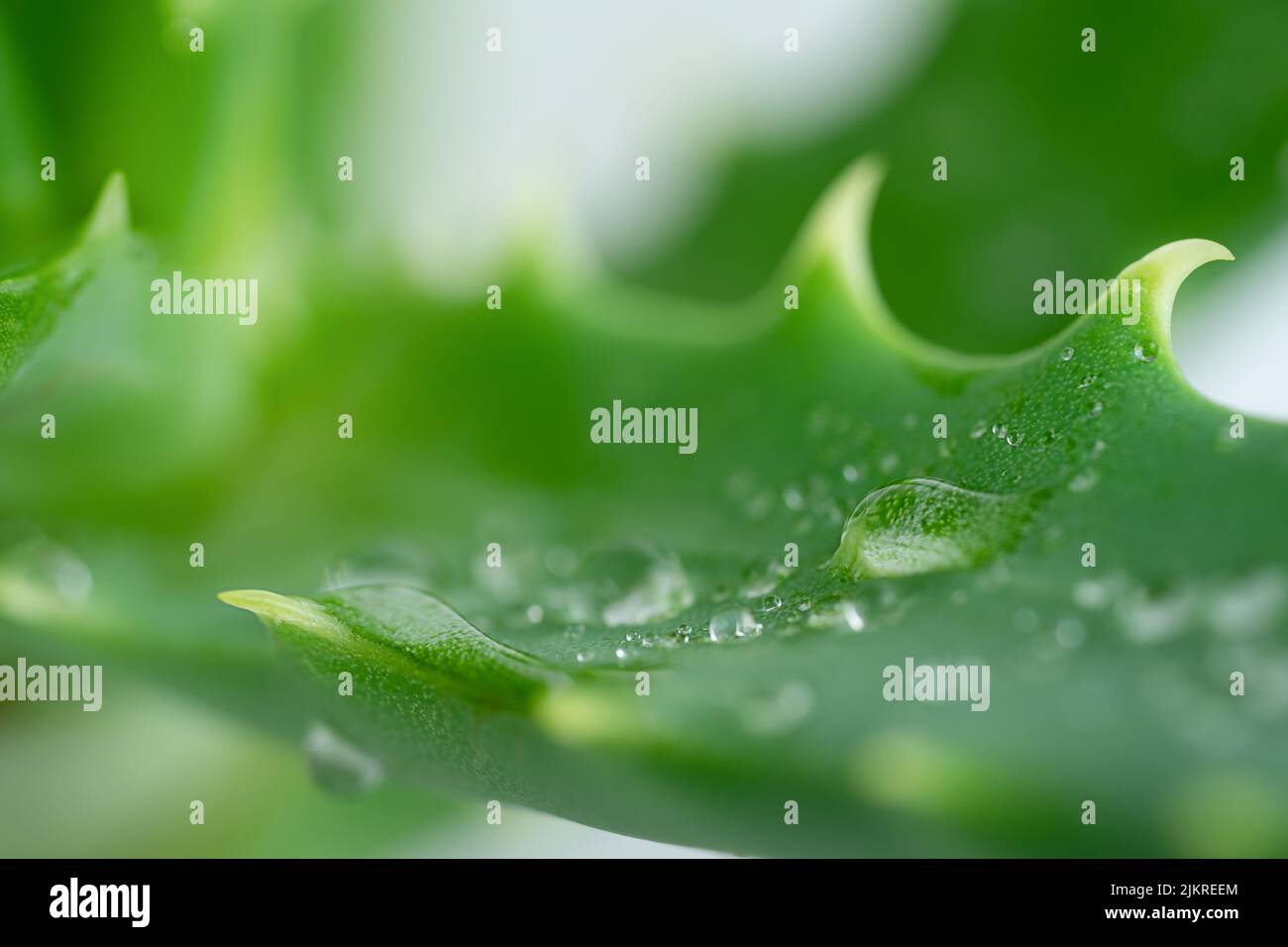 Macro shot of aloe vera leaf with water drops.  Stock Photo